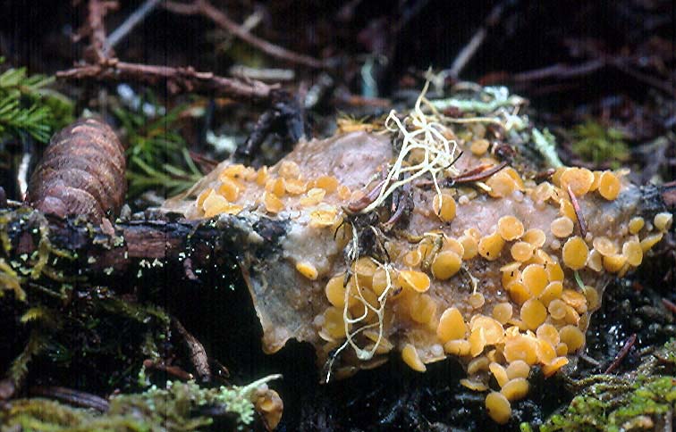 Byssonectria cartilaginea